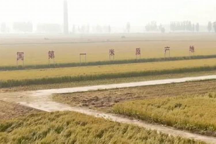 大米可以放土里当肥料吗