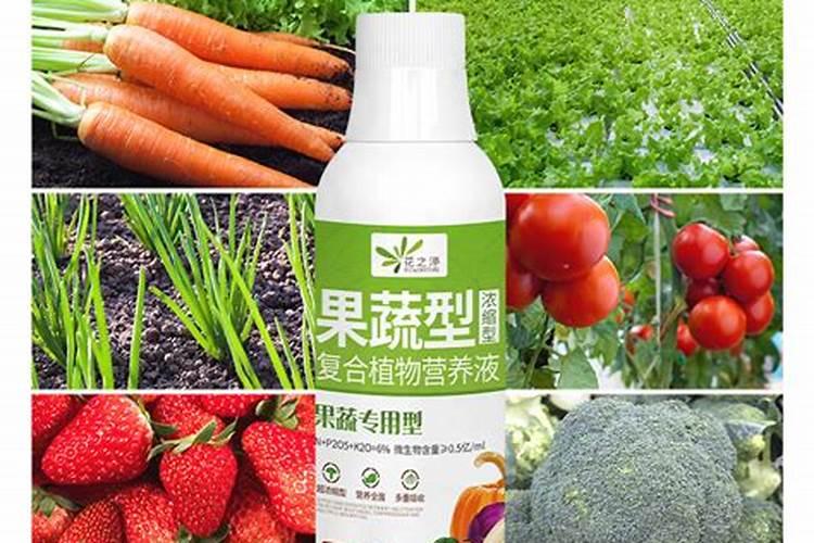 小香芹的种植方法和时间