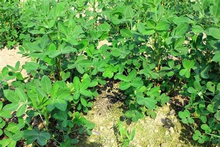 花生开花期要施什么肥