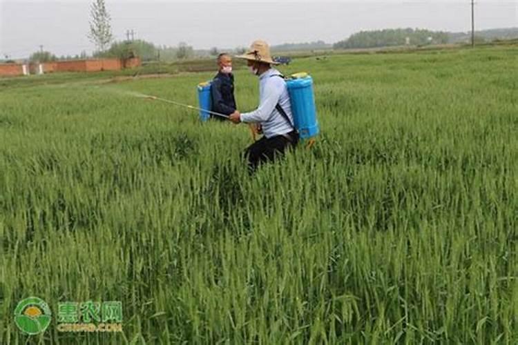 小麦扬花之前使用硼元素,这是为什么呢？