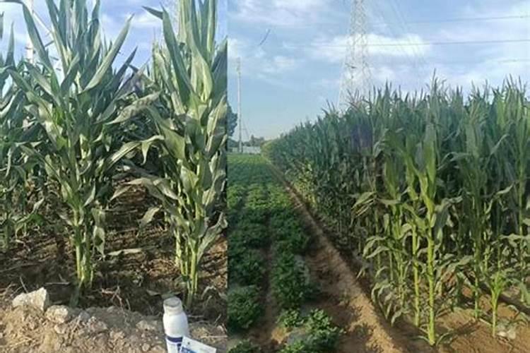 玉米啥时候施肥效果最好