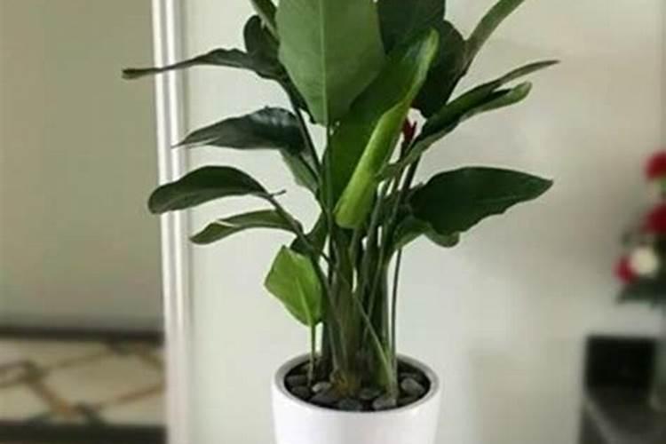 天堂鸟叶子开裂怎么办