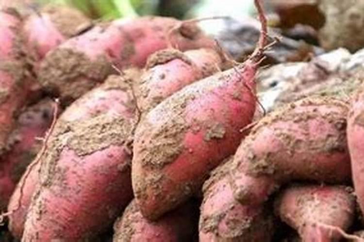 哪种肥料利于长根生叶