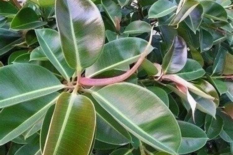 浇花用什么肥料浇最好