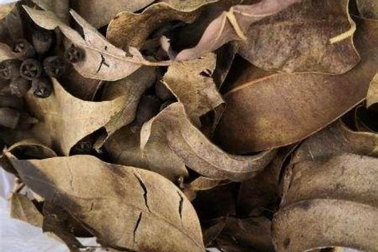 用树叶做钾肥好,还是腐烂以后做有机肥好？如何有效利用