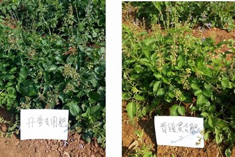 西红柿大棚中,硼,钙,镁,锌四种肥料哪些可以混用？