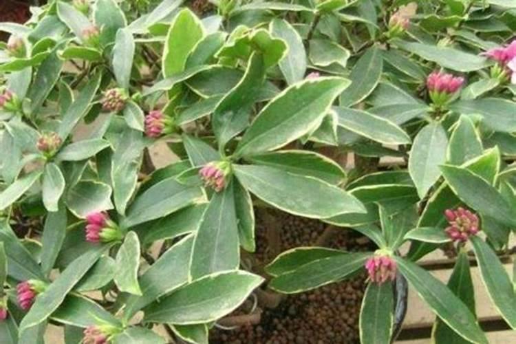 棉花怎么种植的