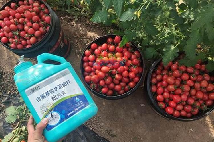 黄瓜结得多,这5种肥料不能缺