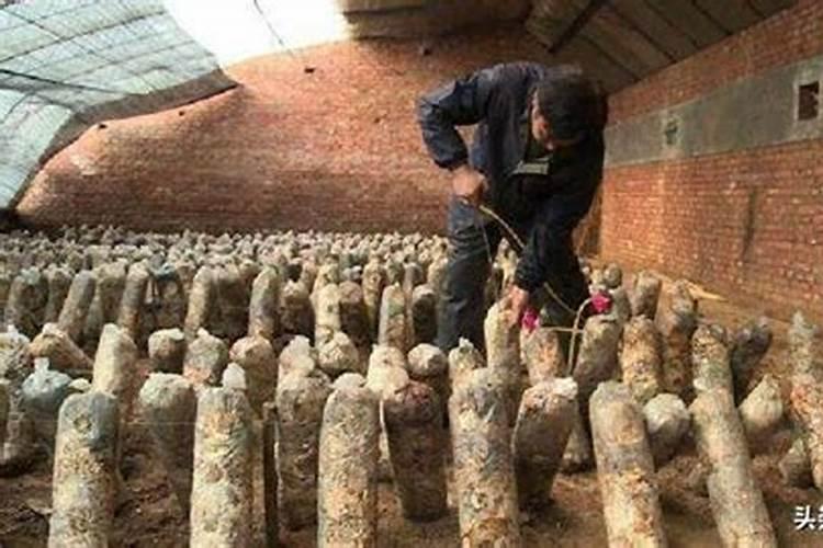 怎样自学种香菇？