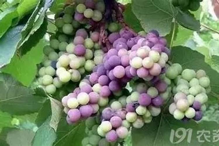 氮肥如何被植物吸收的？