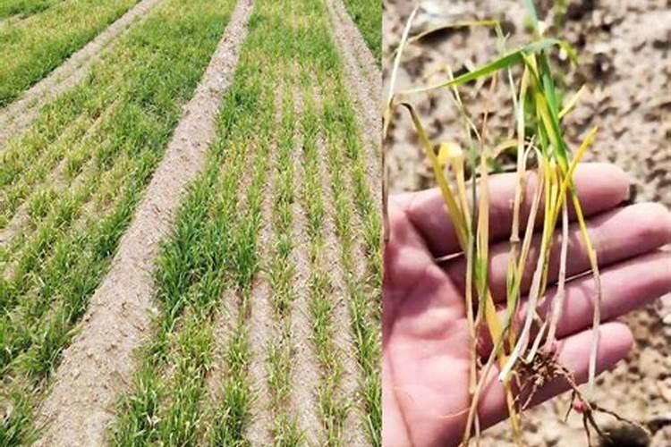 黄豆能做果树肥料吗？