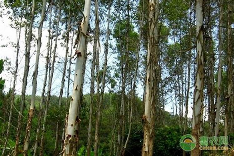 广西桉树肥料哪个肥好