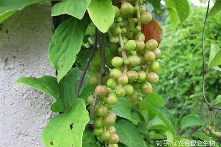 江苏化肥品牌 江苏化肥厂家 江苏有哪些化肥品牌【品牌库】