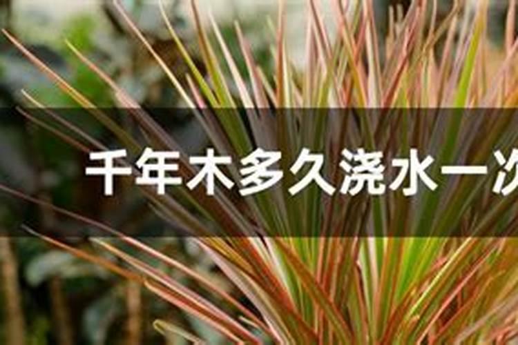 三色千年木的养殖方法和注意事项