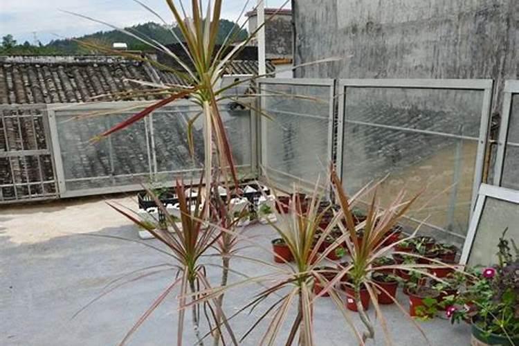 千年木一年能长多高,年均长高30cm左右