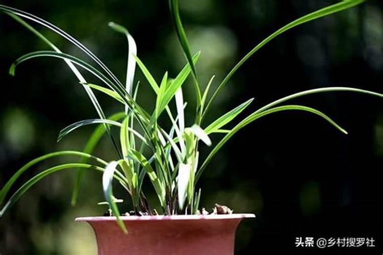 草可以直接埋土里做肥料吗