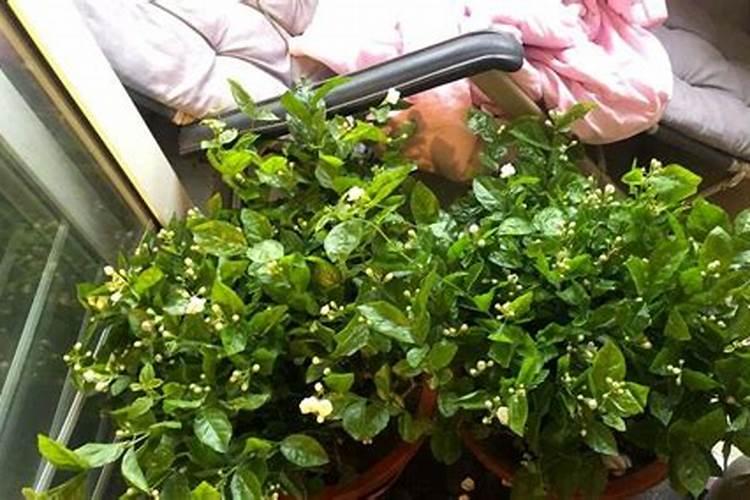 用什么肥料种植植物好