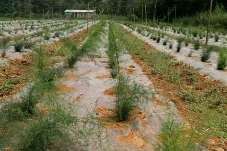 玉米地套种贝母前用什么除草剂？