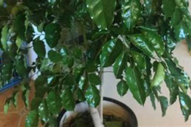 芸苔素内酯持效期多长