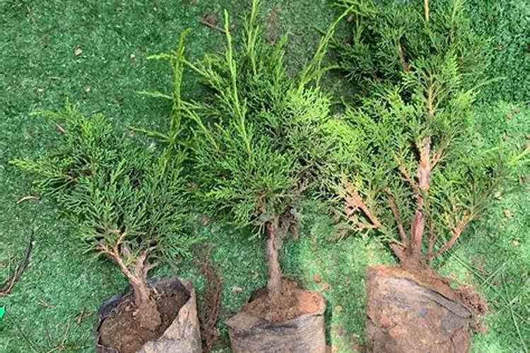 怎样用磷酸二氢钾给花施肥