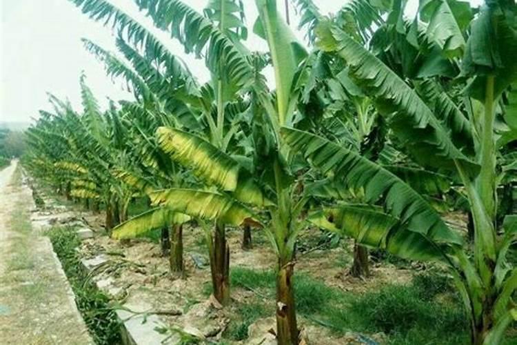 月季疯长不开花什么原因(月季枝条徒长不开花怎么回事)