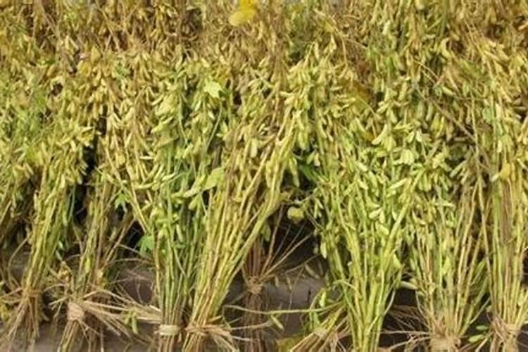 用了硅肥果子会返青吗