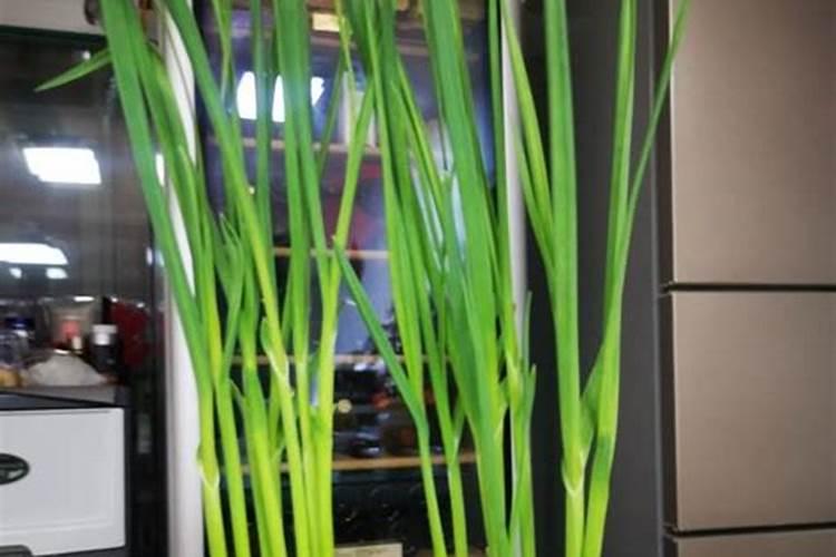 硫酸亚铁花肥怎样使用