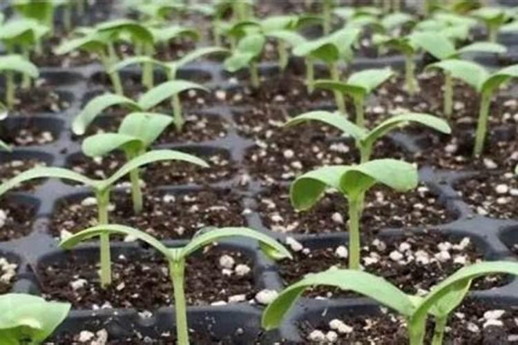 西葫芦冬季如何育苗