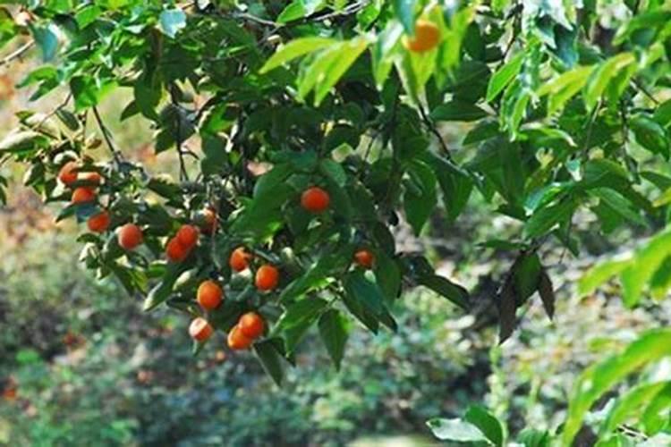 柿树的修剪与管理