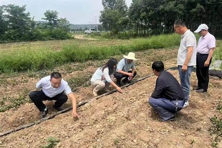 农博金草苍术种植肥料用磷肥可以吗？