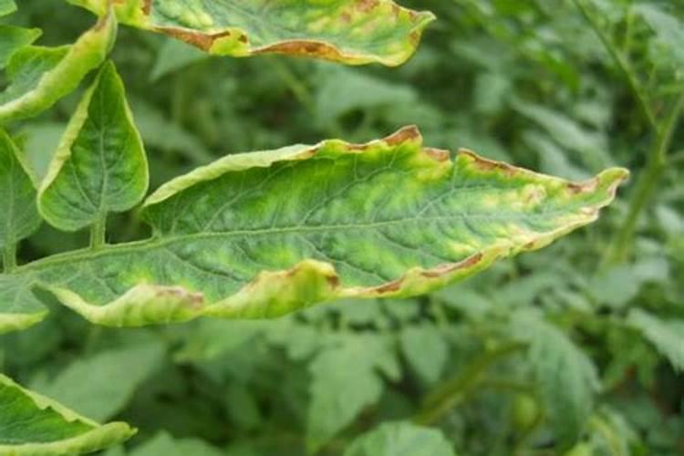 虽说钾肥是西红柿关键!但也不可“贪杯”哦!!