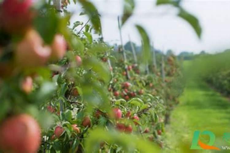 果树增甜最有效的方法