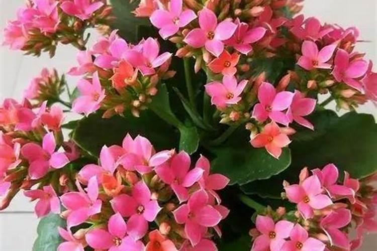 什么肥料对兰花发芽生根开花最好