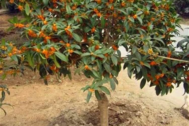 脱落的桂花叶子可以做腐土吗？