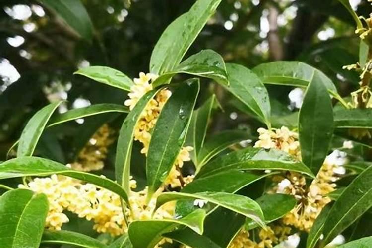 怎么把树叶做成花的肥料