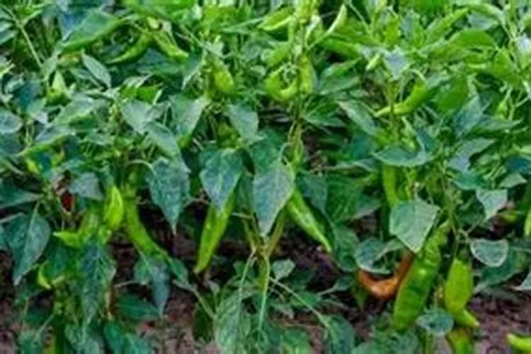 青椒施肥用什么肥料