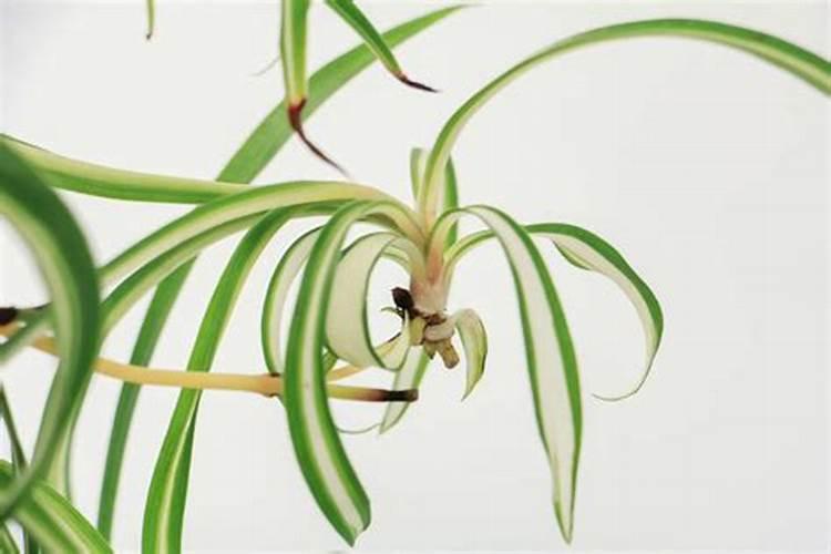 西红柿挂果期打什么叶面肥长的快？西红柿膨大期用哪些肥料好？