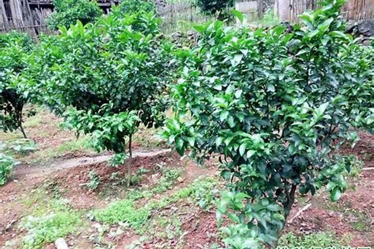 腐植酸是干什么用的？多少钱一吨？