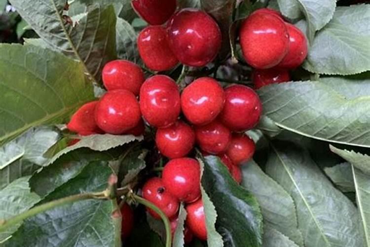 鱼蛋白的制作方法