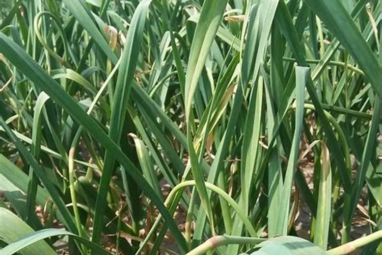 那里生产肥料用腐植酸多少钱一吨？