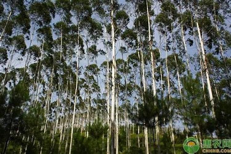 桉树是国家一级保护植物吗