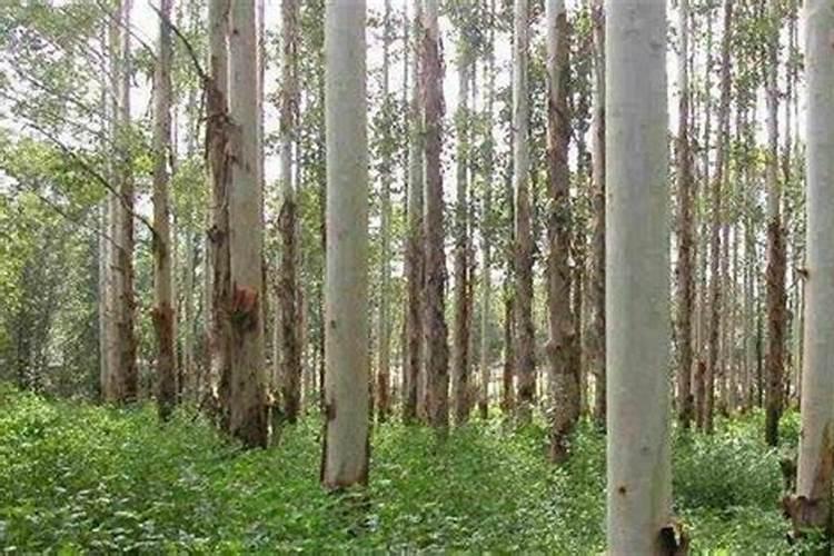 3到4年的桉树可以放几斤磷肥