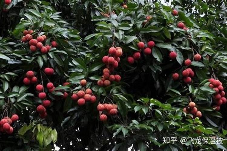 荔枝树用什么肥料最好