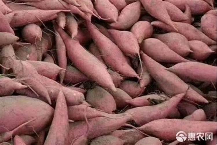 红薯施肥时间和方法