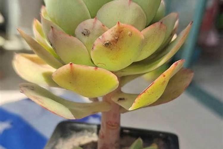 茶叶里含什么碱