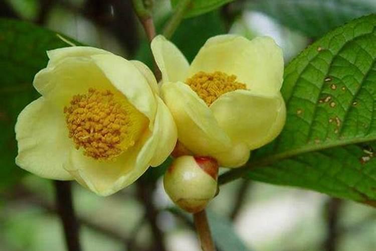 金花茶能不能打顶修剪