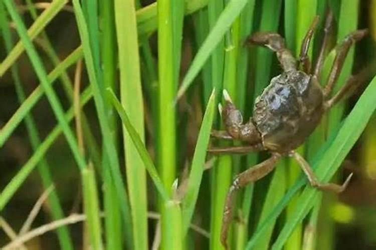 一亩地牧草需要多少化肥