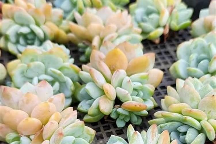 多肉需要施肥吗怎么施肥