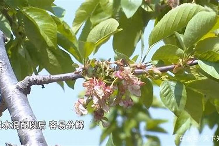 樱桃用什么冲施肥结果多？樱桃用什么叶面肥促进果实生长？