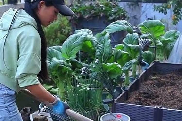 用生石灰改良土质要多久才可以种庄稼？